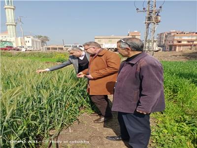  الزراعة: حملات لمتابعة المحاصيل الشتوية في محافظتي كفر الشيخ والبحيرة
