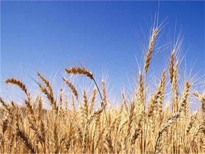 الحكومة: وضعنا خطة لاستيراد القمح من 14 دولة حال تصاعد الأزمة الأوكرانية