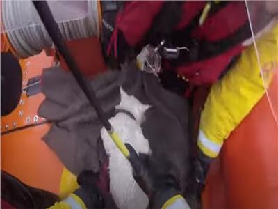 إنقاذ قطة بعد سقوطها في نهر متجمد ببريطانيا |فيديو  