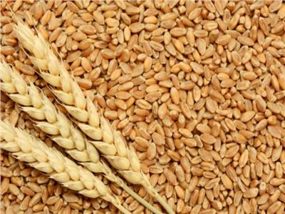 التموين: مخزون القمح آمن ولدينا مصادر إمداد مختلفة