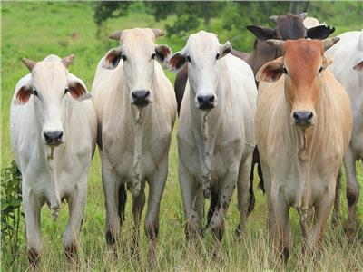 وزير الزراعة: شروط ميسرة لمشروع الأبقار العشار