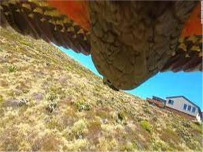 «الببغاء اللص» يسرق كاميرا نيوزيلندي ويوثق لقطات هروبه| فيديو