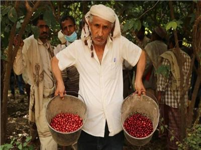 «البن أصله يمني».. اليمنيون يحتفلون بـ «عيد موكا»