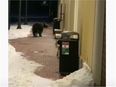 الدب الجائع يحتل عناوين الصحف الإيطالية |فيديو  