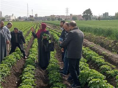 مدارس حقلية بالدقهلية لزيادة إنتاجية محصول البطاطس