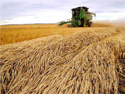 البحوث الزراعية: إنتاج مصر من القمح سيزيد 2 مليون طن بعد عامين