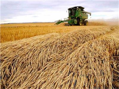 الزراعة: مصر لديها مخزون استراتيجي من القمح يكفي لنهاية العام | فيديو