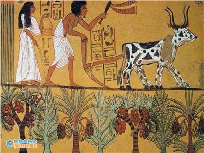 خبير أثري: يكشف حكايات وأسرار الطعام في عهد المصريين القدماء