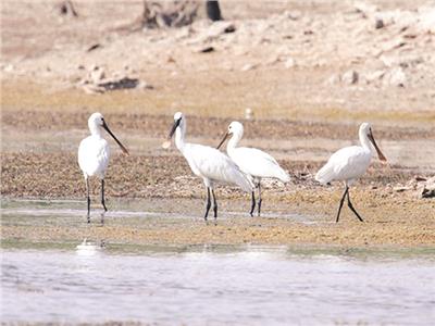 34 موقعًا مصريًا تم إعلانها كمناطق عالمية لحماية الطيور المائية.. تعرف عليها
