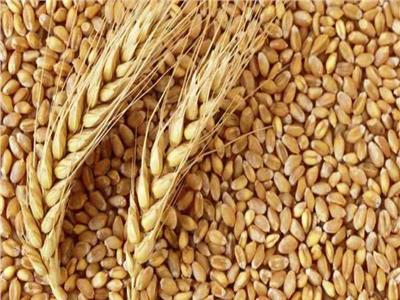 «صناعة الحبوب»: أسعار القمح بدأت في الانخفاض وستنعكس على سعر الدقيق والخبز
