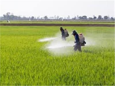 الزراعة توصيات هامة لحماية محصول القمح من الأمراض التي تسببها التغيرات المناخية