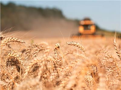 معهد المحاصيل: أصناف القمح المصرية ذات إنتاجية عالية