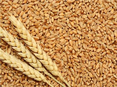 «الزراعة»: المؤشرات الأولية لمحصول القمح مبشرة للغاية
