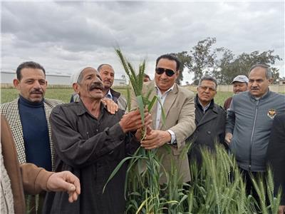 «زراعة دمياط» تناشد المزارعين توريد القمح مع بدء الحصاد