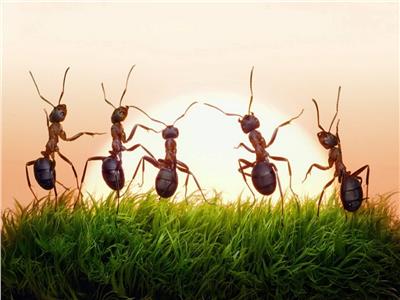 دراسة غريبة| النمل يكشف عن الإصابة بالسرطان