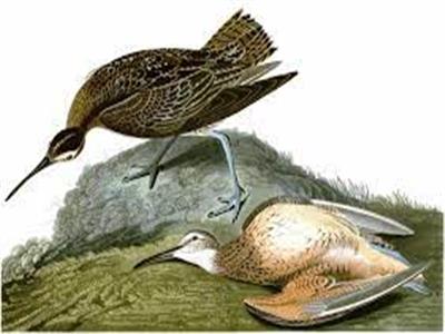 5 طيور تم اصطيادها حتى الانقراض.. أشهرها «الأسكيمو كورلو»