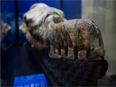 عاش قبل 36 مليون سنة.. اكتشاف جمجمة حوت متوحش
