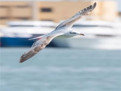 «السياحة» تنظم مهرجان لهواة مراقبة الطيور في بورسعيد | صور 