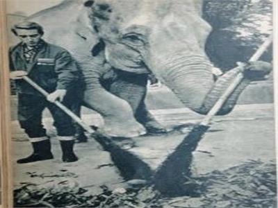 مفاجأة حديقة الحيوان في 1968.. الفيل ينظف الشوراع بـ «زلومته»