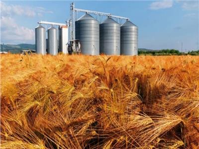 «العامة للصوامع»: تجهيز 500 موقع لاستقبال القمح من المزارعين| فيديو