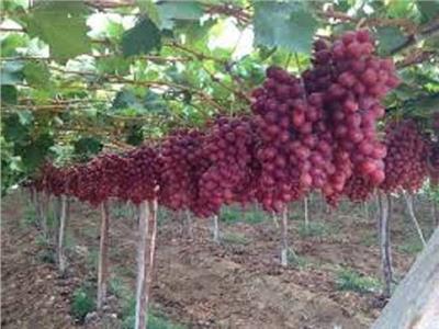 «الزراعة» تصدر عدداً من التوصيات الفنية الواجبة على مزارعي محصول العنب