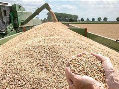 «الفاو» تشيد بحوافز زيادة الإنتاج المحلي من القمح في مصر