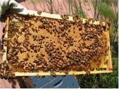 الزراعة: تصدير 10 آلاف و 456 طرد نحل عسل إلى السعودية
