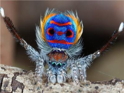 رقم قياسي.. اكتشاف 50 ألف نوع من العناكب في العالم| صور