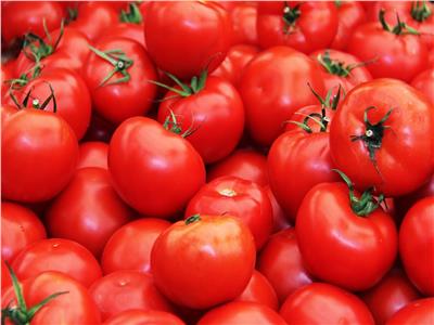 «المزارعون»: انخفاض أسعار الطماطم في الفترة المقبلة