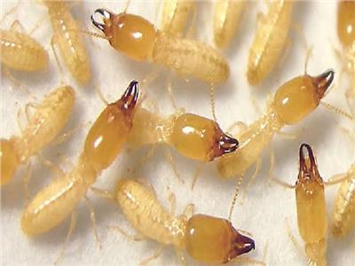 الزراعة: خطة لمكافحة النمل الأبيض وخط ساخن للإبلاغ عن مواقع الإصابة| خاص