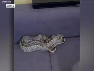 طوله 7 أقدام.. أمريكي يفاجأ بثعبان ضخم على أريكة الصالون| فيديو
