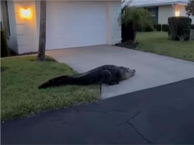 مشهد مرعب.. تمساح ضخم يتجول في شوارع  فلوريدا | فيديو