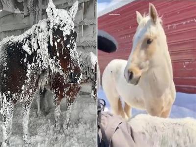  لمدة 3 أيام.. عاصفة ثلجية تسببت في تغطية 7 خيول بالثلج داخل مزرعة بداكوتا الشمالية | فيديو