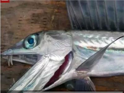 السمكة «دراكولا» المخيفة تظهر في كاليفورنيا 