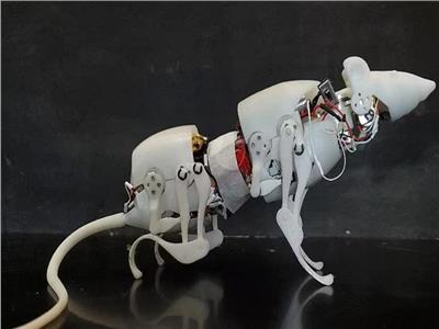 ابتكار «روبوت فأر» لتنفيذ مهام البحث والإنقاذ | فيديو