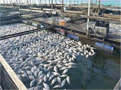 «الإحصاء»: 2000 طن إنتاج الأسماك بالمشروعات القومية الجديدة