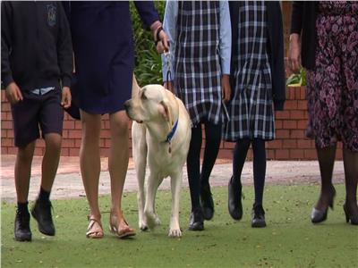  كلب تسلية.. أحدث موظف «تسلية» في مدرسة  أسترالية!
