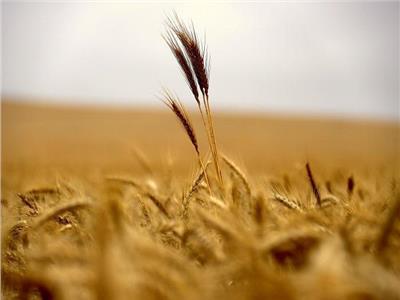 العراق يتوقع أن يصل إنتاج القمح 3 ملايين طن لهذا العام