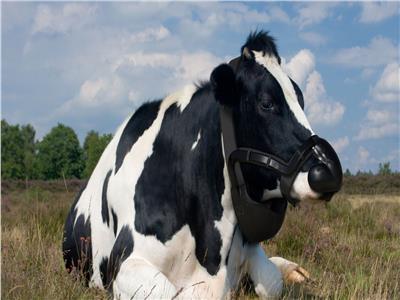 الأمير تشارلز يتعرض لانتقادات بسبب دعمه لمبادرة تخصيص أقنعة للأبقار