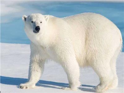  ظهور نادر لدب قطبي جنوب كندا