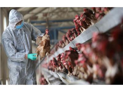 خوفا من إنفلونزا الطيور .. فرنسا تذبح 16 مليون دجاجة 