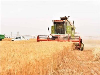 الزراعة: استمرار حصاد القمح بتوشكى خلال إجازة العيد