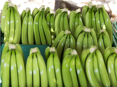 أخصائية تغذية توضح تأثير تناول الموز الأخضر على الصحة
