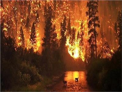 بوتين يوجه بمساعدة متضرري حرائق الغابات في وسط روسيا