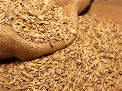 دول أفريقية تستبدل القمح بالأرز المحلي ودقيق الكاسافا والذرة الرفيعة