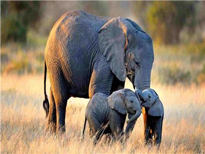 إجراءات جديدة لحماية أفيال الغابات الأفريقية المهددة بالانقراض