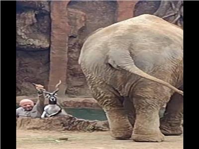 فيل يصرخ طلبا للمساعدة بعد سقوط ظبي صغير في بركة مياه | فيديو وصور
