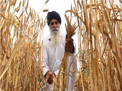 الهند تفرض حظرًا كاملًا على تصدير القمح