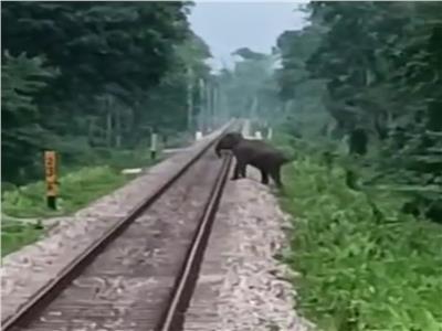 سرعة بديهة سائق قطار تنقذ حياة قطيع من الأفيال في الهند| فيديو