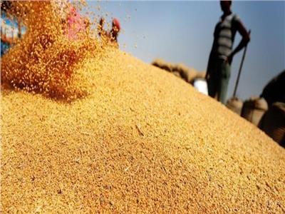 الحجر الزراعي: القمح الهندي أفضل من الروسي والأوكراني